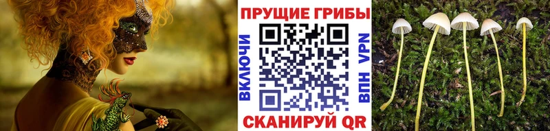 сайты даркнета какой сайт  Берёзовка  Псилоцибиновые грибы Psilocybine cubensis  хочу  
